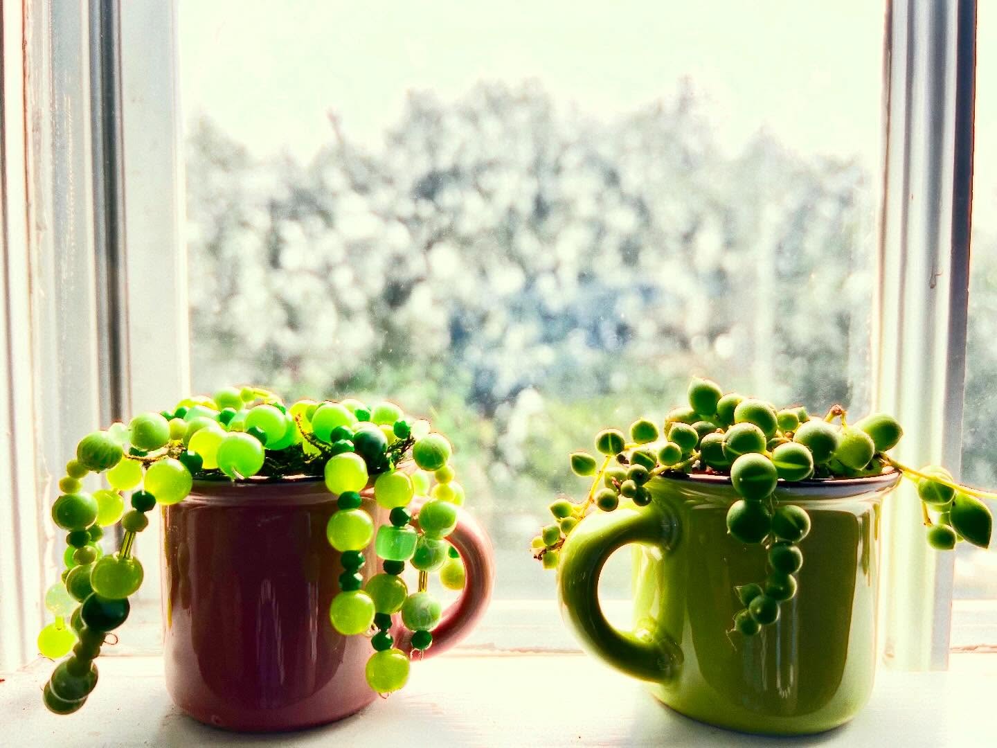 CRAFTING WITH CALVARY: Project sample - Plant on the right is a String of Pearls Succulent. The 'plant' on the left is one of our projects! More samples coming soon! $20.00 per crafter - Wednesday 2/11/26 - 6:30-9pm RESERVE YOUR SPOT - space is limited.