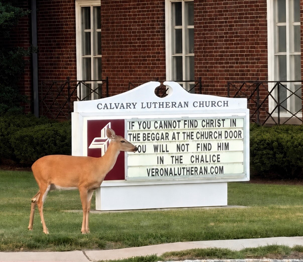 Even the deer stop to read our sign! 🪧🦌